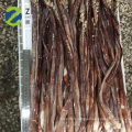 Calmar géant congelé de grande taille tentacule organe sexuel gigas squid